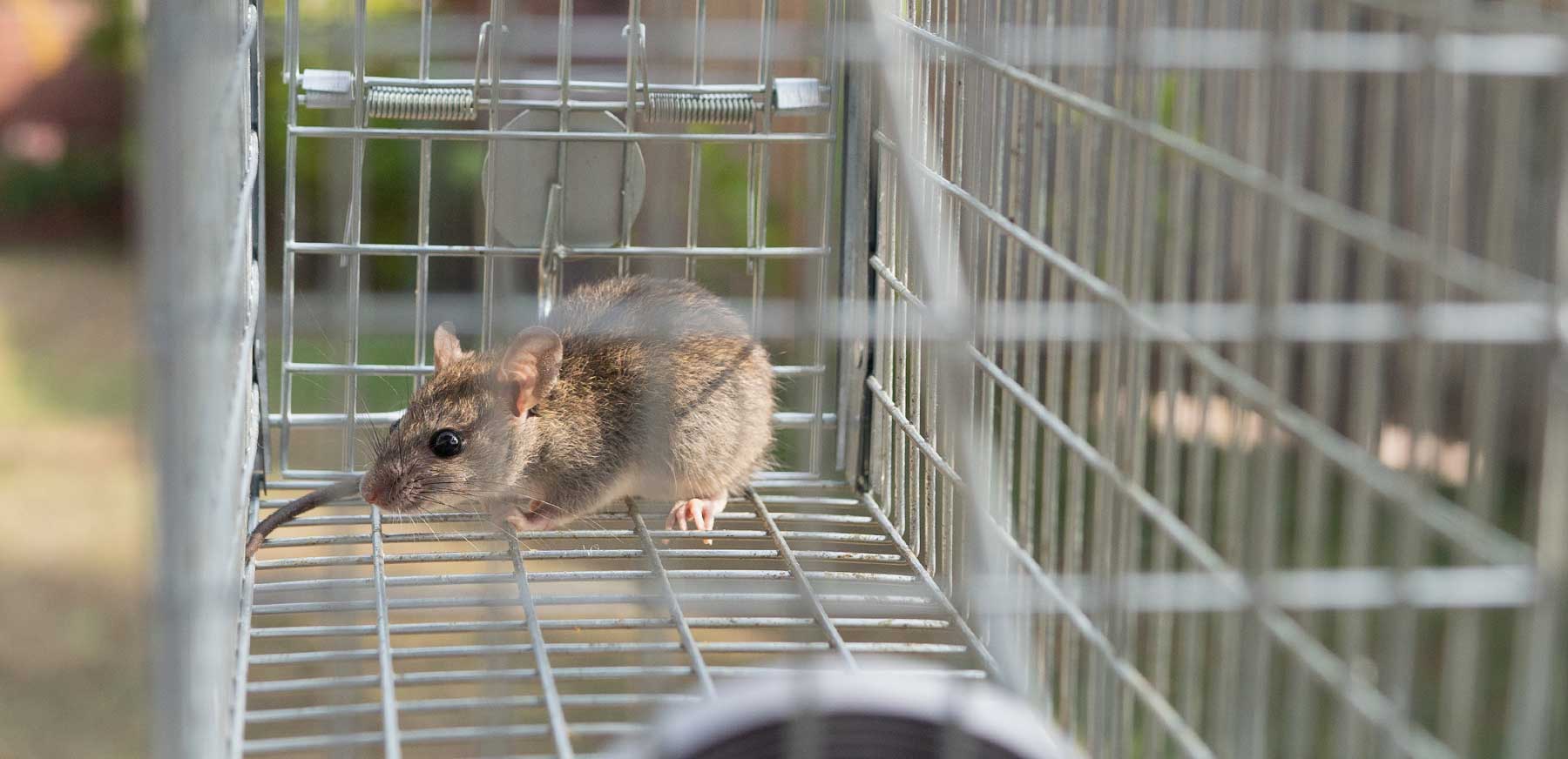 derattizzazione ascoli piceno fermo teramo